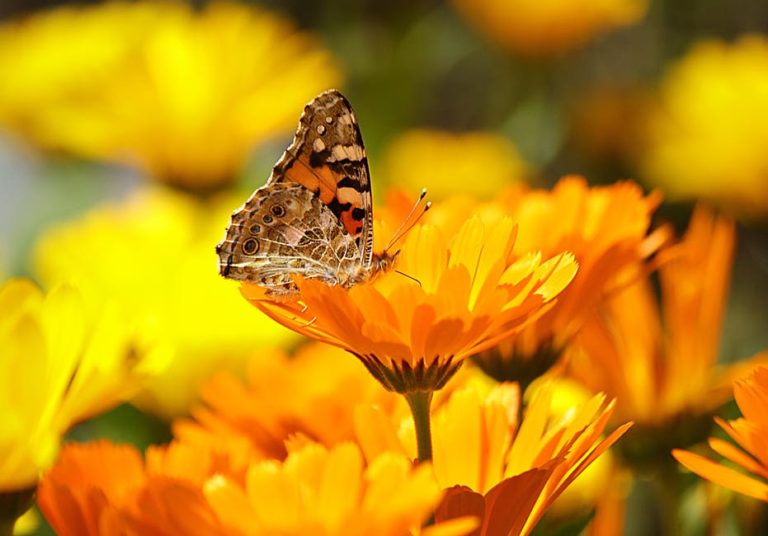 butterfly yellow insect nature 65255 768x536