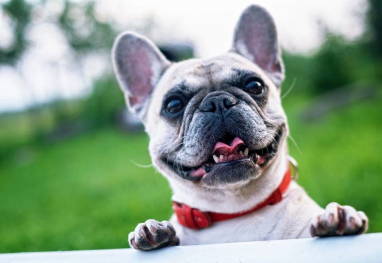 french bulldog summer smile joy 160846 1 768x529