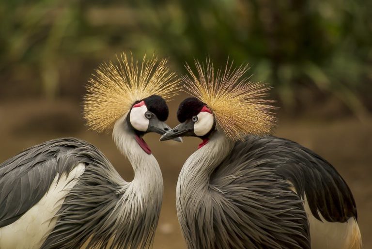 grey crowned crane bird crane animal 45853 768x514