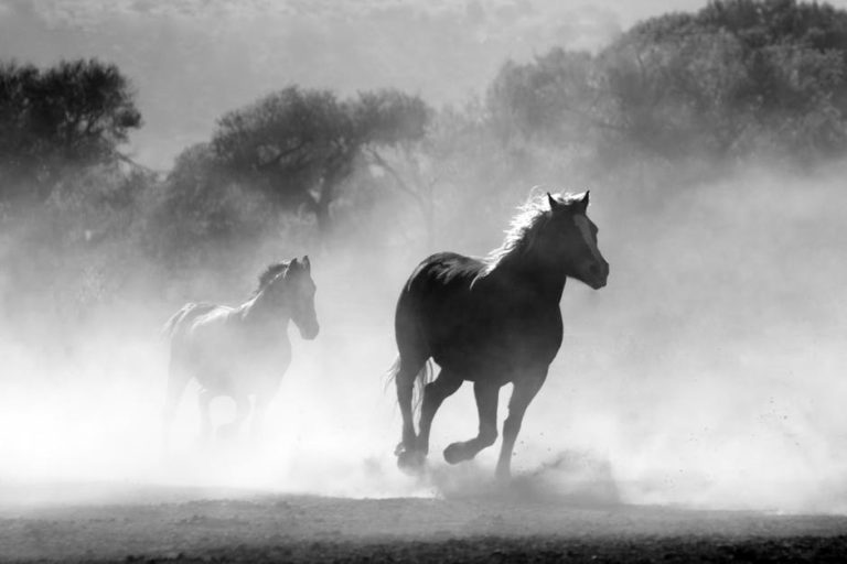 horse herd fog nature 52500 768x512