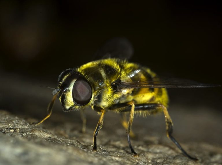 hoverfly fly insect bug 45214 1 768x572