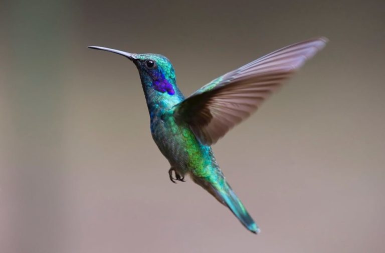 hummingbird bird birds 349758 768x506