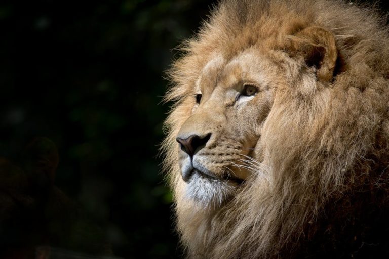 lion wild africa african 768x512