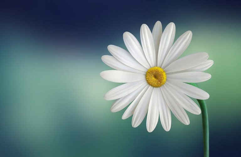 marguerite daisy beautiful beauty 768x500