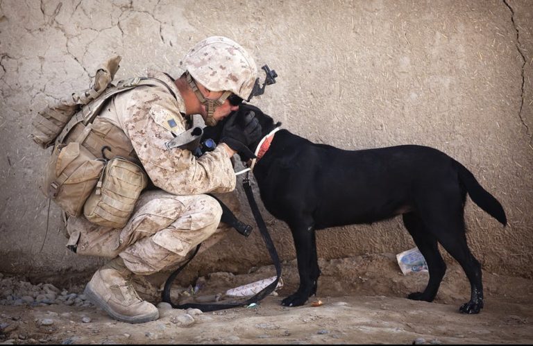 soldier dog companion service 768x499