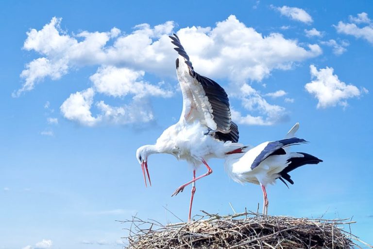 stork bird animal fly 768x512