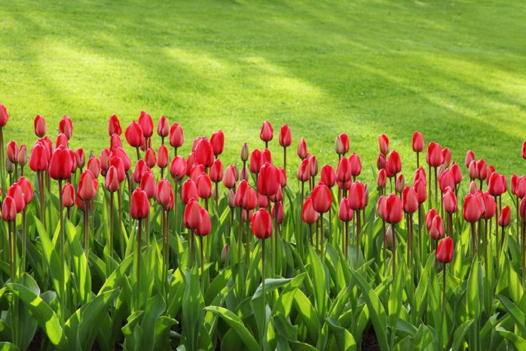 tulips bloom blossom colorful 47313 768x512